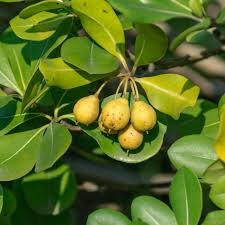 Marula Neroli Diffuser Oil