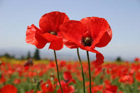 Red Poppy Diffuser Oil