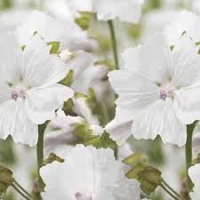 White Musk Diffuser Oil