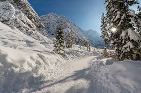 Winter Wonderland Diffuser Oil