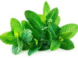 Peppermint Fragrance 50g