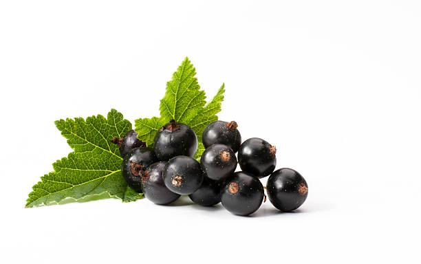 Black Current Candle Fragrance