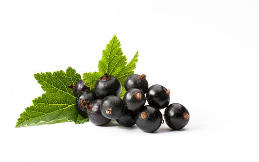 Black Current Candle Fragrance