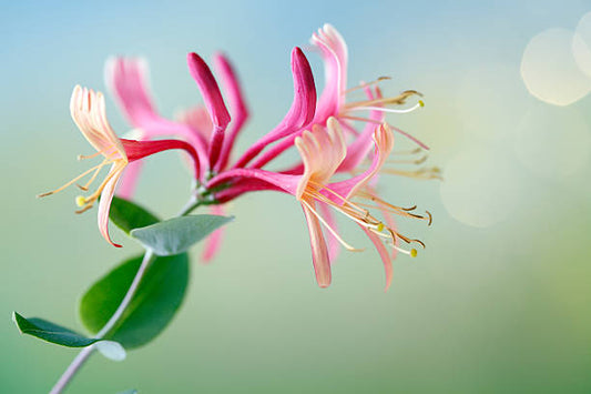 Honeysuckle Candle Fragrance