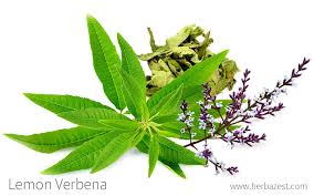Lemon Verbena Diffuser Oil