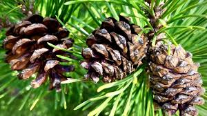 Pine Fragrance 50ml