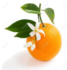 Orange Blossom Fragrance 50g