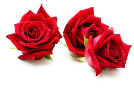 Rose Petals Fragrance 50g
