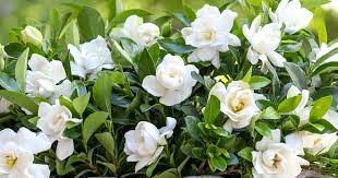 Gardenia Fragrance 50g